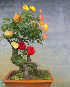 山木香砧木老桩嫁接月季玫瑰蔷薇盆景庭院园艺绿植怪桩一物一拍