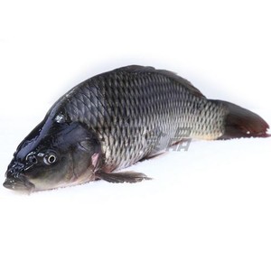 691人付款淘宝新鲜正宗鲤鱼 鲜活鱼 红鱼红鲤鱼淡水湖鱼500g地主不