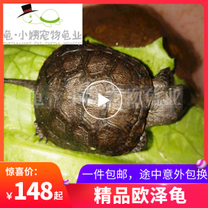 2021欧泽龟苗自家产物欧洲泽龟满天星 竹叶纹 流星纹杂食类宠物龟