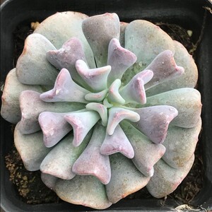 蜗牛多肉 雪精灵 韩国进口多肉植物 迷你多肉 花卉绿植小盆栽