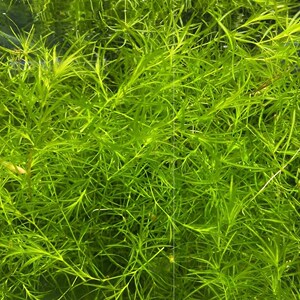 【印度竹节草】印度竹节草品牌,价格 - 阿里巴巴