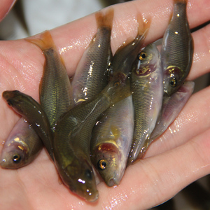 禾花鲤鱼苗优质鲤鱼淡水养殖禾花乌鲤鱼苗稻田禾花鲤鱼苗活体