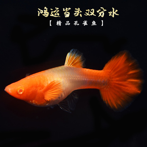 鸿运当头 热带鱼纯种孔雀鱼活体宠物鱼红耳精品种鱼活体双分水