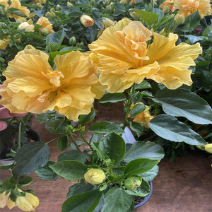 重瓣黄色木槿花盆栽好养活多年生花期长