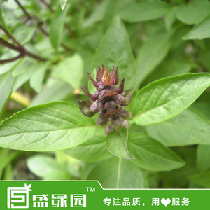 金不换盆栽种子