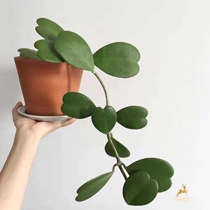 心叶球兰多肉植物情人球兰爬藤植物室内盆栽绿植情人花心形球兰