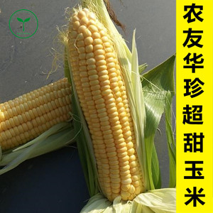 水果玉米种子非轉基因超甜玉米種子台湾农友原装进口華珍玉米种子
