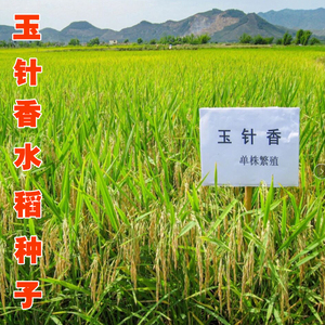 玉针香水稻种子晚稻种子谷种优质长粒常规稻种米质优浓香米高产