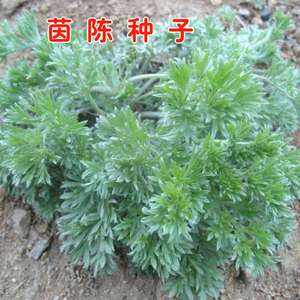 中药材野生茵陈种子多年生陈蒿因尘因陈茵藤蒿绵茵野菜 白蒿种籽