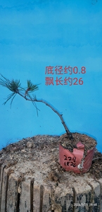 日本赤松非黑松五针原生苗籽播苗小品微盆景盆栽绿植特价