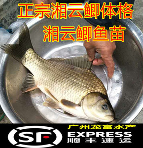 特大种湘云鲫鱼苗中科5号 白鲫 鱼苗 工程鲫鱼苗 鲫鱼苗 黄金鲫苗