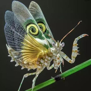 刺花螳螂活体兰花螳螂活物大魔花螳螂稀有宠物昆虫儿童生日礼物稀
