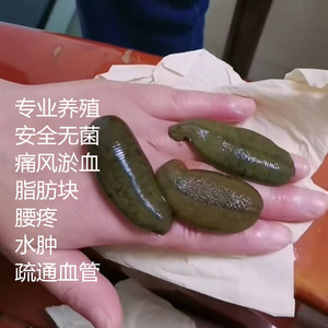 菠萝黄紫海葵哈炟花烟紫彩月蓝竹花感兴趣的产品朱顶红双皇红鳍豚紫