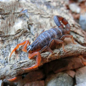 印度狼蝎lychas spec单性繁殖 幼体成体组群10只包邮包活新奇宠物