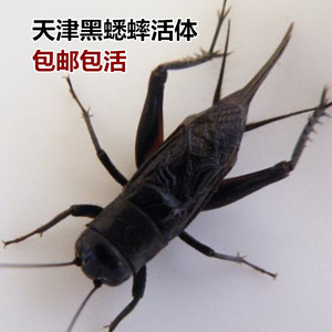 缎子青冰糖紫蟋蟀油葫芦天津黑虫北京西瓜头鸣虫会叫的虫子黑蟋蟀