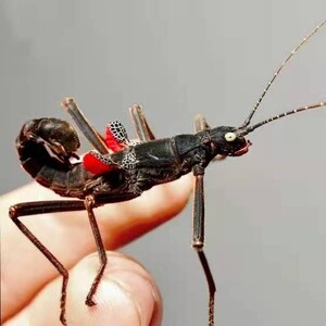 黑魔鬼竹节虫幼体幽灵竹节虫幼体伪装大师竹节虫活体自繁新奇异宠