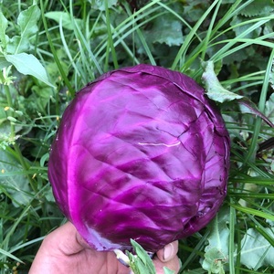 【紫青菜】紫青菜品牌,价格 - 阿里巴巴