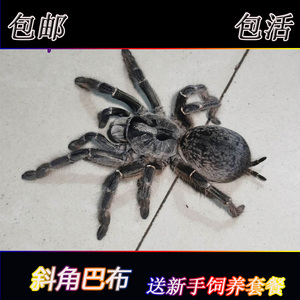 东非斜角巴布足展5-10cm捕鸟蛛有角个性另类宠物蜘蛛玩具模型