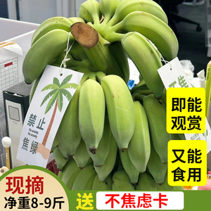 水培香蕉办公室一整株小米蕉桌面绿植自然熟可食用拒绝禁止蕉绿
