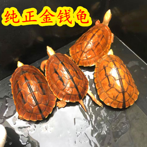 正宗纯种南石金钱幼龟活体南石金钱龟南石苗石龟苗宠物小乌龟活物