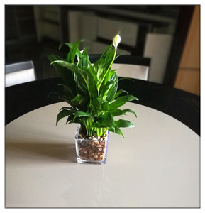 白掌美酒水培花卉盆栽室内办公桌绿植净化空气赠营养液市区送货