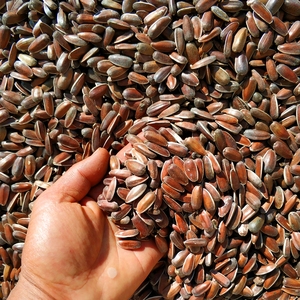 云南生红瓜子红葵花籽大颗粒散装原味孕妇休闲零食甜瓜子新货零食