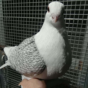 000人付款淘宝进口大头大体美国系圆环元宝摩登那种青年鸽落地王眯眯