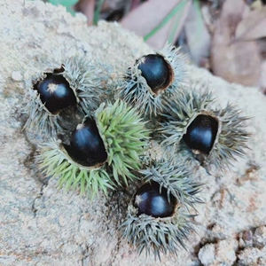 2021江西赣南野生米椎子米圆子坚果园锥栗米锥子栗山椎栗刺椎现货