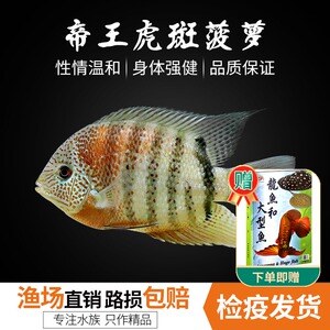 中大型热带淡水观赏鱼帝王虎斑菠萝鱼南美食土鲷活体龙鱼配鱼混养