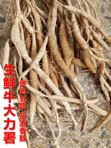 牛大力新鲜中药材泡酒山莲藕正品猪脚笠薯根金钟根500g煲汤料