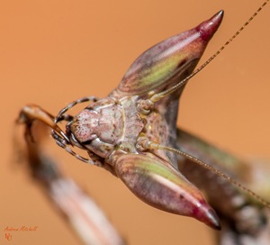 云峰螳瘾 非洲瘤刺螳 宠物昆虫 螳螂活体 摄影昆虫 异宠 暂无
