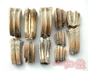 春秋战国马牙印章雕刻料古玩辟邪古董收藏品高古碳化动物牙齿化石