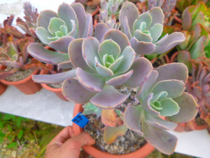 多肉植物老桩 一物一拍 9.9 包菜 法国皇后