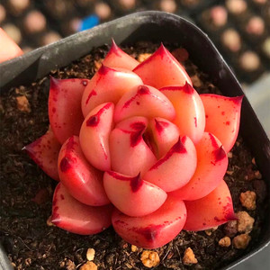 血色罗密欧多肉植物老桩稀有品种阳台办公室桌面防辐射花盆栽绿植