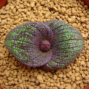 非常美观多肉植物紫镜云南花卉阳台办公室防辐射盆栽含盆带土绿植