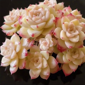 云南花卉高级精品璀璨大老桩群生多肉植物室内阳台防辐射盆栽绿植