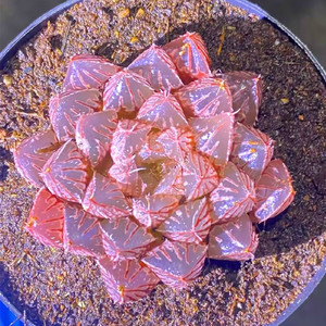 78天津龙哥多肉植物淘宝粉色甜心克 丸叶 玉露十二卷多肉植物绿植