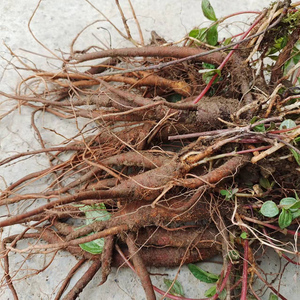 新鲜糯米藤根糯米菜捆仙绳米浆藤糯米团红米藤红石薯雾水葛根