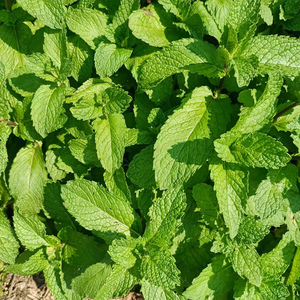 新鲜鱼香菜叶食用薄荷绿薄荷香花菜嫩叶干鱼香叶调味菜香料