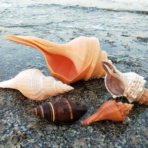 天然大海螺澳洲长香螺家居装饰婚庆布景拍摄道具号角贝壳摆件礼物