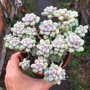 秋丽老桩