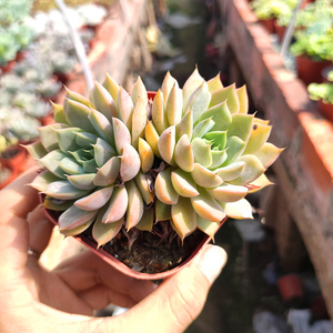 多肉植物浪漫玫瑰夫人