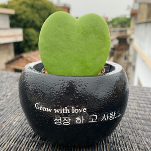 心叶球兰多肉植物一片爱心办公室内桌面绿植花卉盆栽送女友礼物