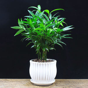 青竹金镶玉黄金竹紫竹子苗庭院绿植围栏小竹子四季阳台盆栽景观竹0人