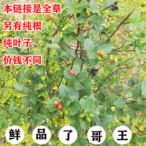 广西新鲜现挖中草药了哥王 铺银草 地棉皮 黄皮子全草500克