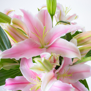 黄天霸索邦粉白百合鲜花家用水养鲜切花办公室新鲜插花爱人情人节