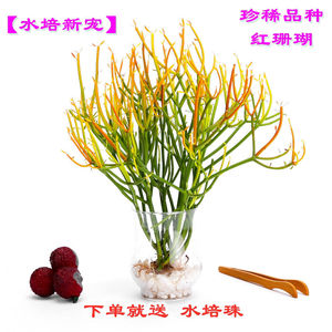 水培火焰红珊瑚造景植物室内绿植花卉客厅好养水养办公室书房盆栽