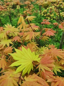 日本红枫 秋月枫树 日本红枫团扇系列枫树种 阳台庭院种植盆栽