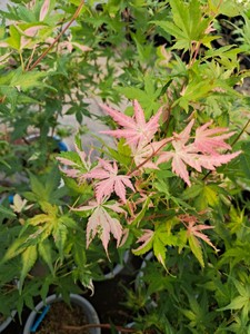 【幻彩红枫】幻彩红枫品牌,价格 - 阿里巴巴