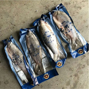 苏丹鱼 马来西亚忘不了鱼皇帝鱼 1.2-1.3斤一条 广东5条包邮水产